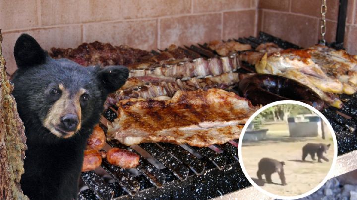 Osos sorprenden a familia por el olor a ‘carnita asada’ en Nuevo León I VIDEO