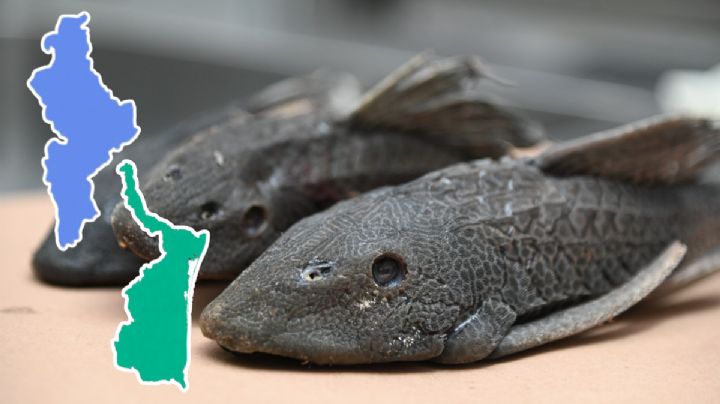 Pez diablo provoca alarma ecológica en Nuevo León y Tamaulipas; temen posible plaga acuática