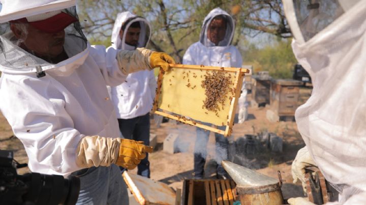 Productores de miel reciben apoyo con el programa 'Mejoramiento Genético Apícola'