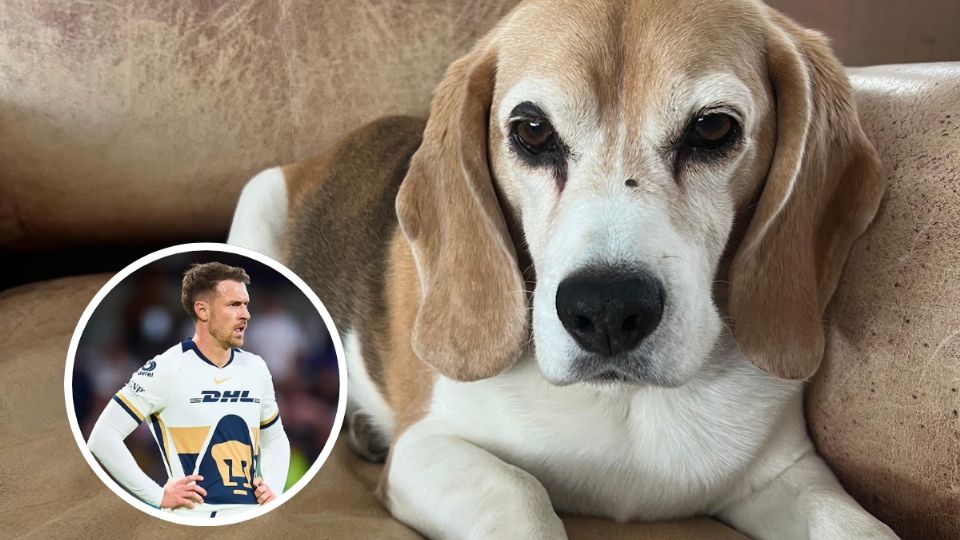 El futbolista de los Pumas ha ofrecido 10 mil dólares para quien ayude a localizar a su perro
