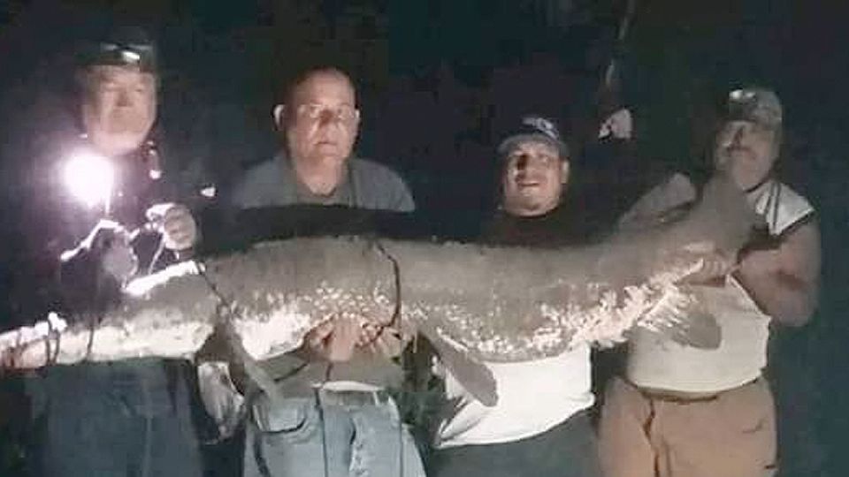 El catán gigante del Río Bravo.