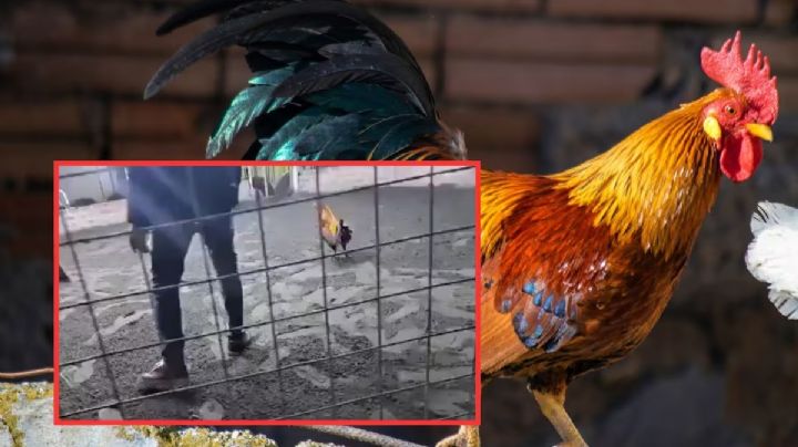 Criador muere atacado por su propio gallo; le enterró las navajas de sus patas | VIDEO