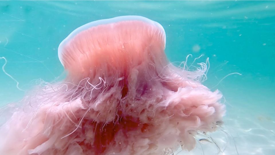 Su presencia en el sur de Texas es muy rara.
