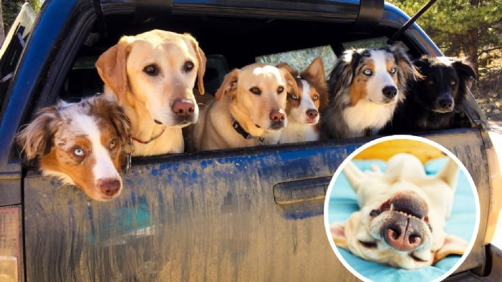 Esta es la raza de perros considerada como 'la más floja' de todas; duerme hasta 14 horas al día