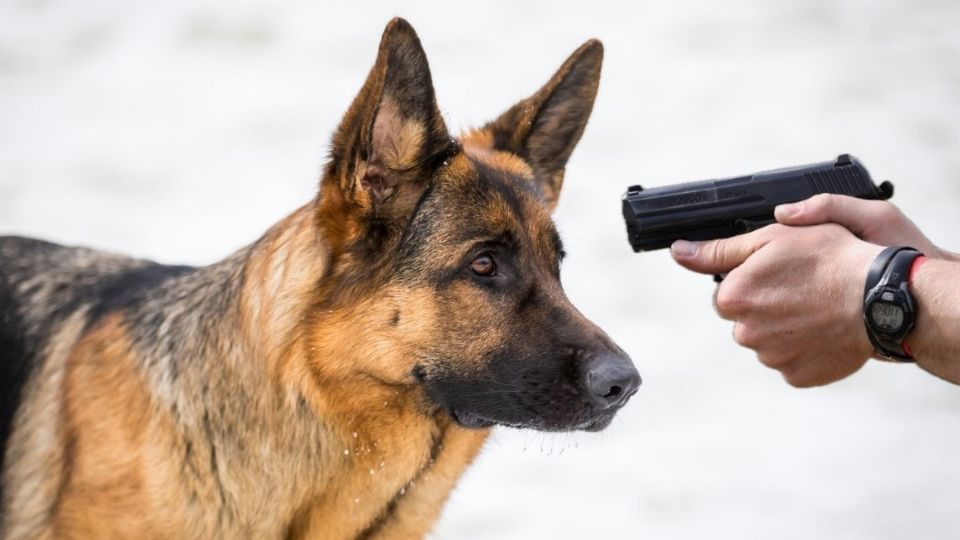 Un pastor alemán fue asesinado a balazos en Laredo.