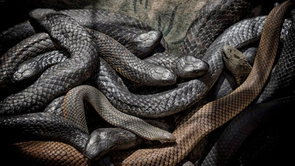 La mujer y las serpientes estuvieron dos días y medio en contacto directo