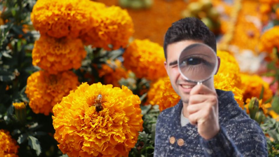 Así puedes diferenciar la flor de cempasúchil mexicana de la china