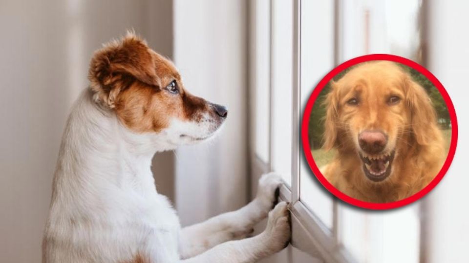 La ansiedad por separación es fácilmente tratable; solo se necesita mucho amor y empatía con el perro