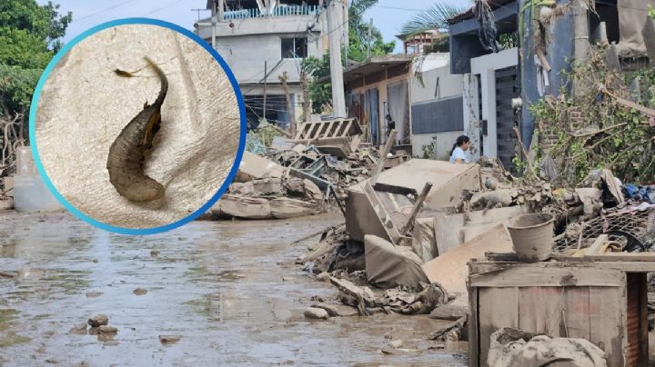Captan gusanos cola de rata en calles inundadas de Poza Rica; podrían causar enfermedades | VIDEO