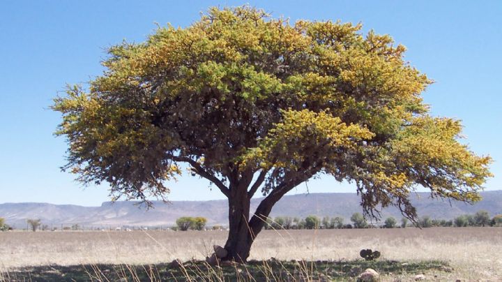 Así usaban el huizache los antiguos rancheros de México para tratarse diversas enfermedades