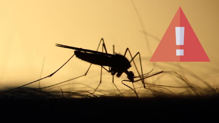 Encuentran nueva especie de mosquito en México; transmite hasta la fiebre amarilla