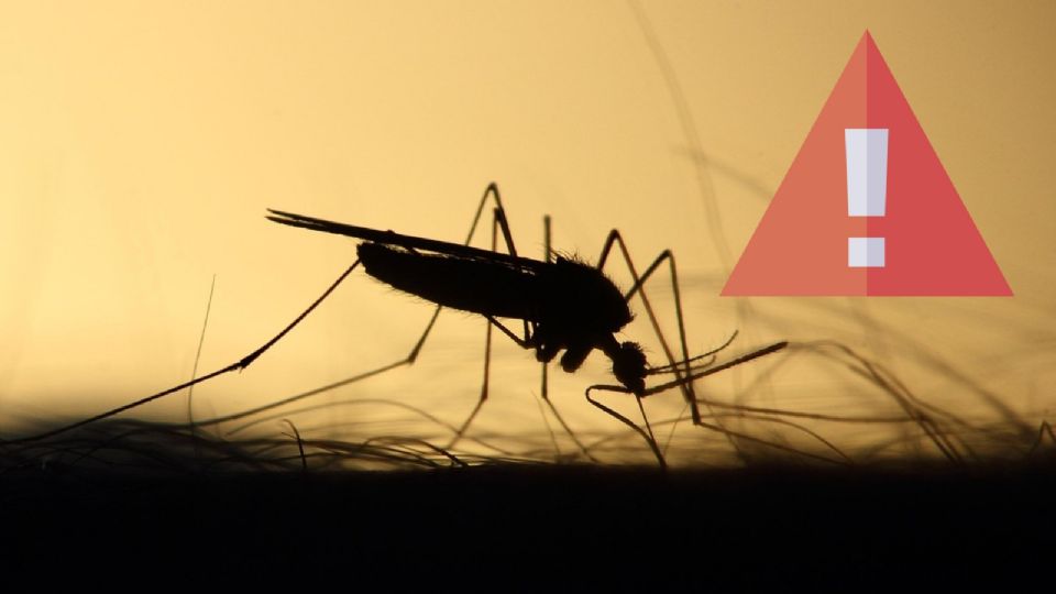 Nuevo mosquito en México puede transmitir la fiebre amarilla