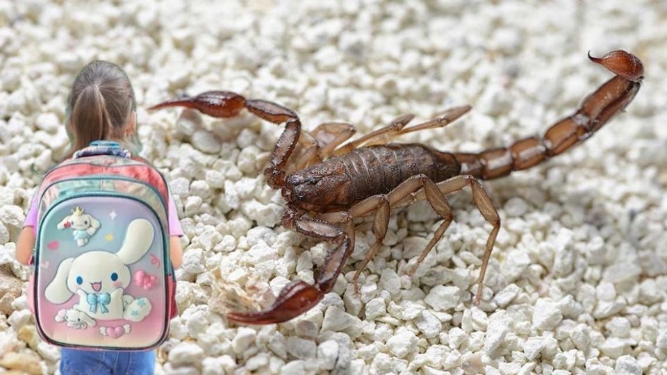 Una pequeña murió por la picadura de un alacrán.