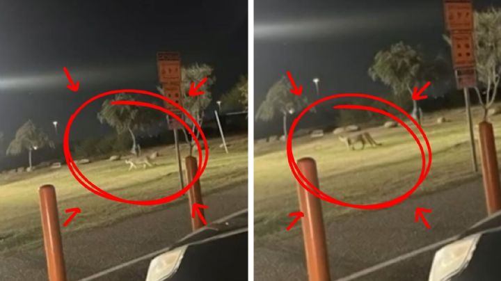 Avistamiento de león montés en Laredo, Texas; ¿autoridades lo capturaron?, esto se sabe | VIDEO
