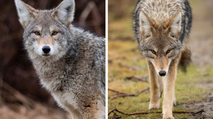 Manada de coyotes atacan a abuelito de 73 años; le muerden las piernas y está grave en el hospital