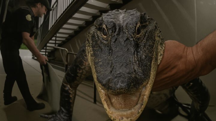 Caimán de casi dos metros asedia complejo de apartamentos; policía lo pesca de la cola | VIDEO