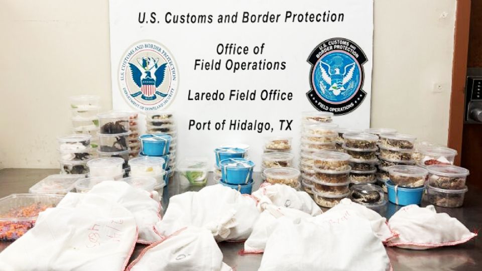 Terrorífico cargamento fue incautado en Mission, Texas.