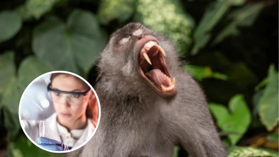 Una camioneta con primates volcó y los animales escaparon