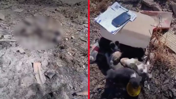 Crueldad sin límites: perrita es calcinada viva junto a sus cachorros; fueron encontrados llorando