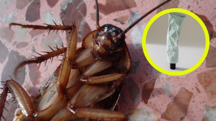 Temporada de cucarachas: el gel 'mágico' que las eliminará para siempre