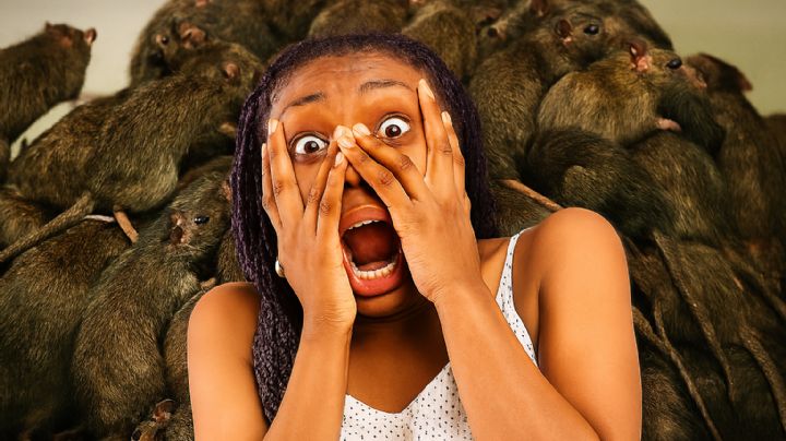 Esta es la ciudad de Estados Unidos que está infestada de ratas, según estudio