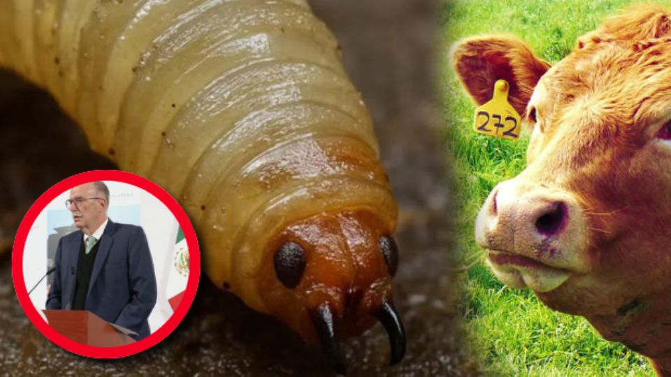 Se están desarrollando criaderos móviles experimentales con el objetivo de acelerar la reproducción de la mosca estéril y contener la expansión de la plaga en las zonas ganaderas del país