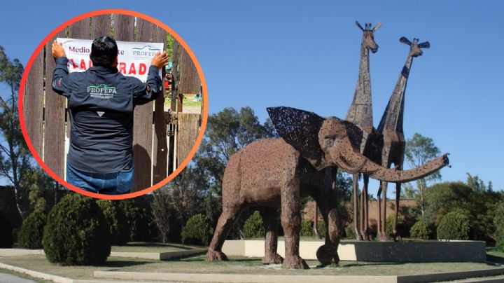 Zoológico 'La Pastora' clausurado por Profepa; osa 'Mina' destapa graves negligencias