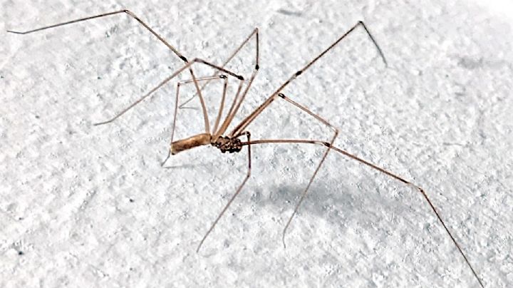 ¡No las mates!, esto es lo que las arañas patonas hacen por tu salud