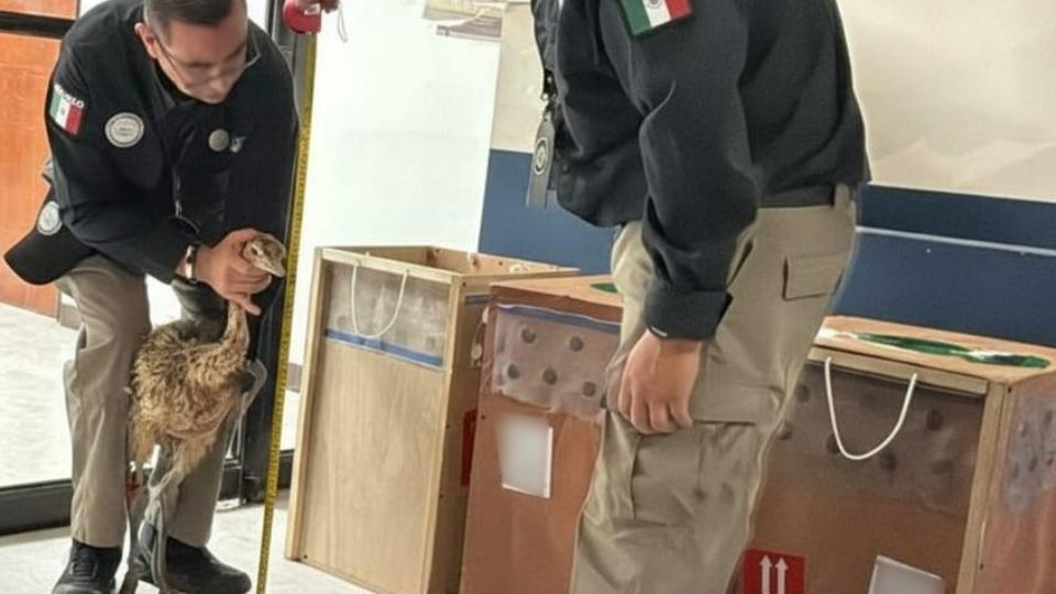 Tráfico de especies