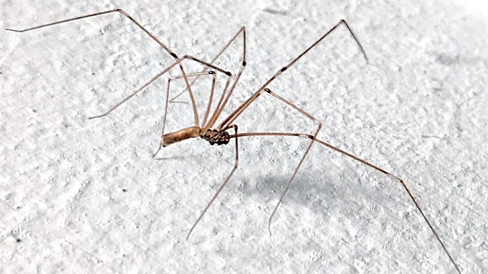 Un guardián de tu bienestar