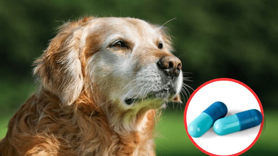 Esta pastilla promete brindarle una mejor calidad de vida a tu mascota en sus últimos años