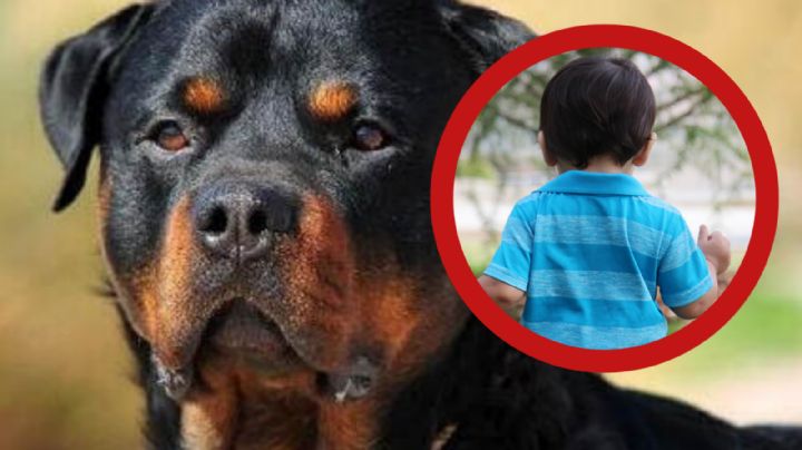 Niño pierda la vida tras ser atacado por dos perros; eran los cuidadores de la guardería