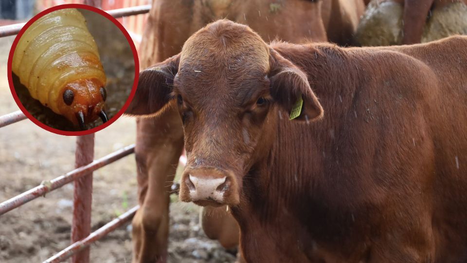 Gusano barrenador en Montemorelos