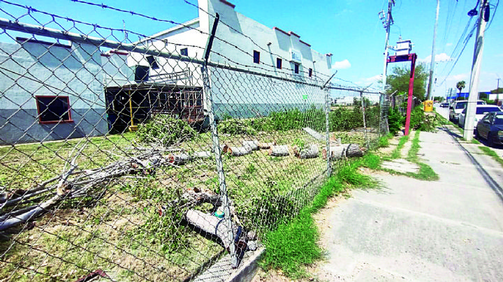 Esta es la multa por talar árboles en Nuevo Laredo