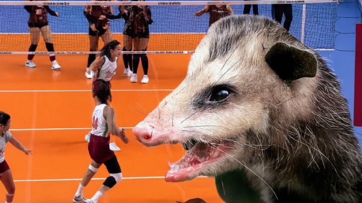 Zarigüeya gigante invade partido de voleibol femenil; esta fue la reacción de las atletas | VIDEO