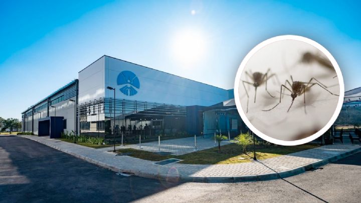 Inauguran fábrica de mosquitos en Latinoamérica; será la más grande del mundo