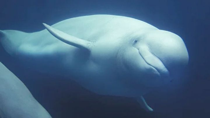 Sacrificarían a 30 ballenas beluga porque ya no tienen dinero para mantenerlas