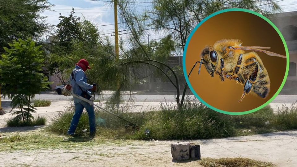 Trabajador sufre ataque de abejas