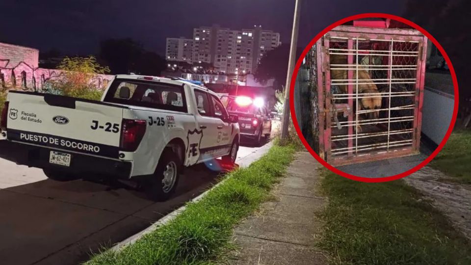 Hombre fallece y su perrita lo custodia