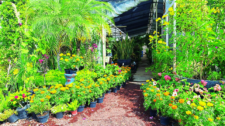 Cempasúchil, la flor que guía a los difuntos