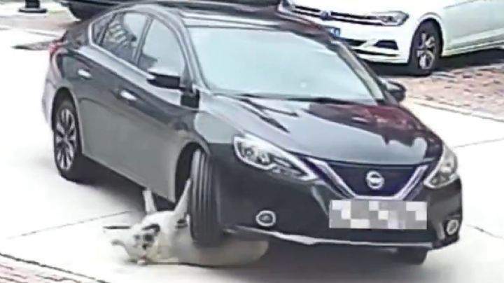 Perrito de 64 kilos sobrevive ileso a un atropellamiento gracias a su 'colchón de grasa' | VIDEO