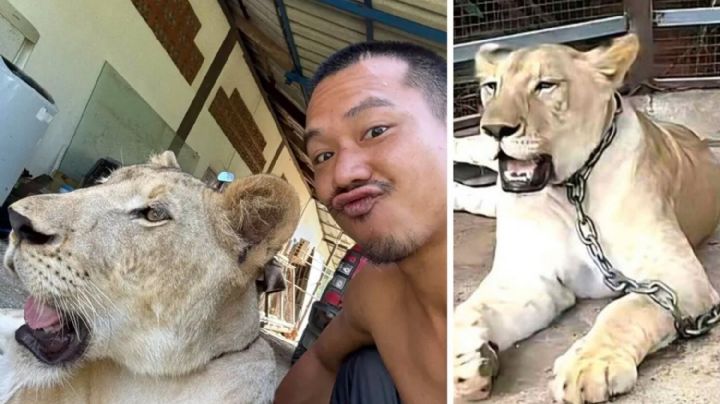 Leona se escapa de casa de influencer y ataca a un niño de 11 años; estaba atada a un poste | VIDEO