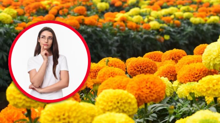 Día de Muertos: ¿por qué la flor de cempasúchil en EU es conocida como ‘marigold’?