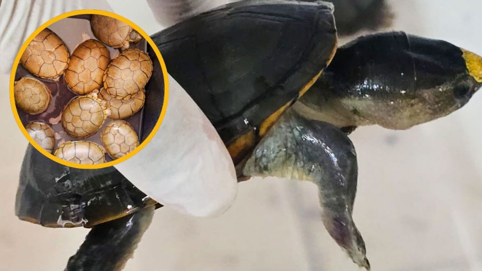 Incautan especies en Jalisco