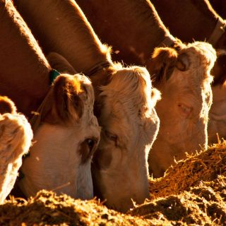 Tamaulipas fortalece su sector ganadero; destacan a productores en asamblea estatal