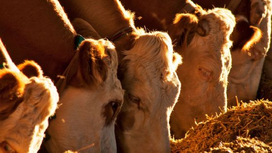 Dará Municipio apoyos a productores y ganaderos locales