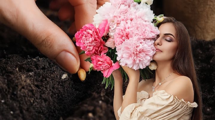 Estas son las plantas que podrías sembrar en noviembre para tener un jardín lleno de color en verano