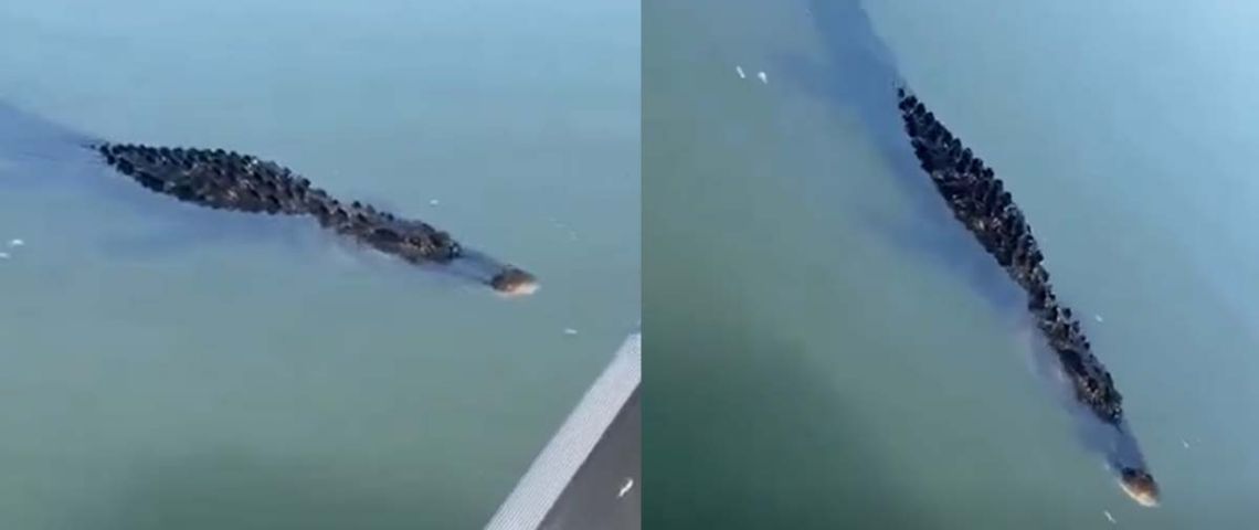 Enorme lagarto en el Río Bravo; así fue captado nadando el reptil | VIDEO
