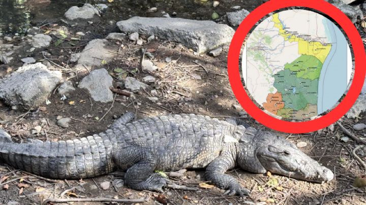 ¿Tamaulipas en peligro por cocodrilos?; toman medidas para evitar ataques y riesgos a la población