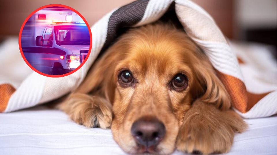 Un perro accionó un arma de fuego que se encontraba en una cama